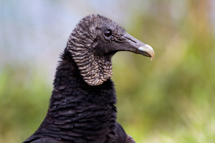 blackvulture5