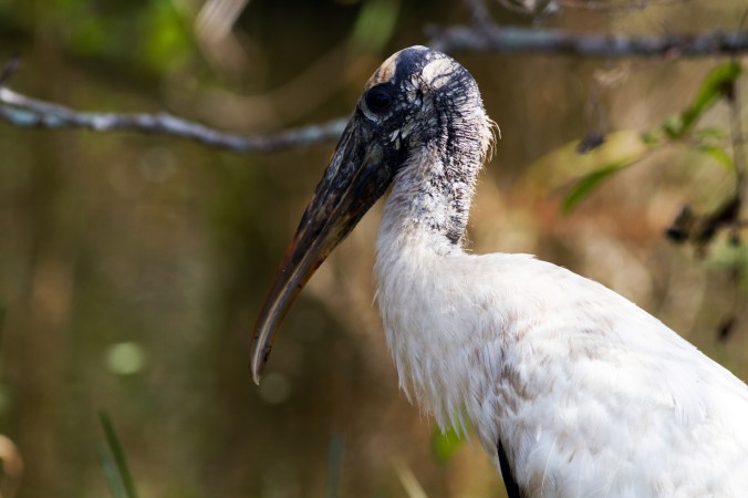Floridastork20