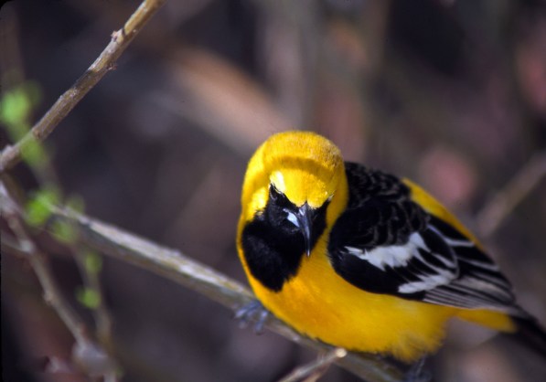 Hooded oriole
