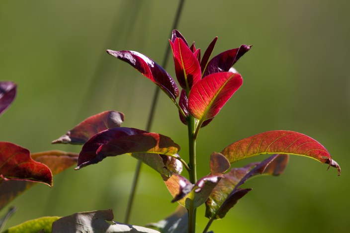 plants_redleaves_MD_0002